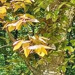 Acer cissifolium Folha