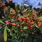 Pyracantha koidzumii Frucht