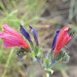 Echium creticum Kukka