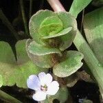 Bacopa salzmannii Altul/Alta