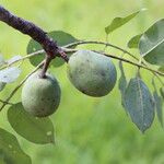 Sclerocarya birrea Плод