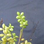 Peperomia tetraphylla Alia