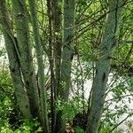 Salix daphnoides Bark