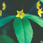 Lysimachia quadriflora Fleur