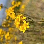 Eriophyllum confertiflorum Квітка