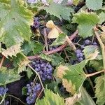 Vitis vulpina Φρούτο