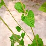 Ageratum houstonianum Fulla