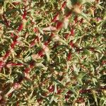 Salsola soda Hoja