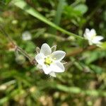 Spergula arvensis Květ