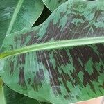 Musa acuminata Feuille
