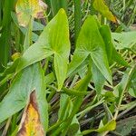 Sagittaria sagittifolia Leht