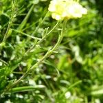 Alyssum montanum Bark