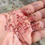 Sedum caeruleum Floro
