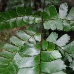 Adiantum vogelii Blatt