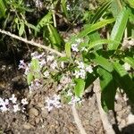 Aloysia citrodora Flower