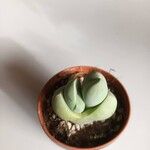 Gibbaeum petrense Hostoa