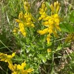 Genista germanica Flower