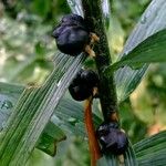 Lilium lancifolium Fruit