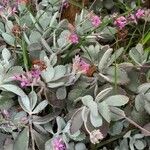 Kalanchoe pumila Blüte