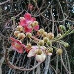 Couroupita guianensis Blodyn