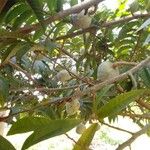Annona reticulata Fruct