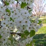 Pyrus calleryana Blomst