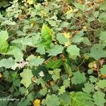 Solanum violaceum برگ