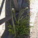 Nothoscordum gracile 形態
