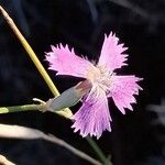 Dianthus lusitanus Flower