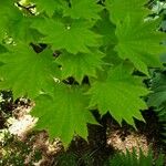 Acer shirasawanum Leaf