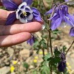 Aquilegia nigricansBlodyn