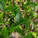 Macrotyloma axillare Leaf