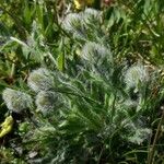 Hieracium villosum Blad