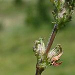 Pedicularis mixta Fruit