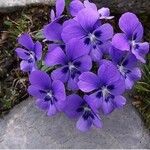 Viola hispida