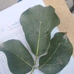 Tabebuia roseoalba 葉