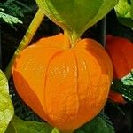 Physalis alkekengi Fruto