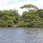 Osodendron altissimum Habit