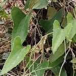 Smilax asperaЛисток