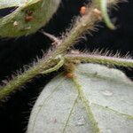 Crotalaria acicularis