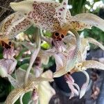 Stanhopea oculata Flower