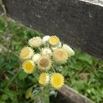Helichrysum foetidum Blüte