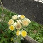 Helichrysum foetidum Flower