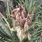 Yucca baccata Otro