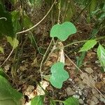 Passiflora lutea Leaf