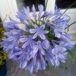 Agapanthus praecoxBlüte