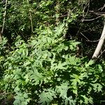 Cirsium alsophilum Habit