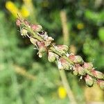 Melilotus altissimus Fruit