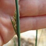 Juncus usitatus Lorea