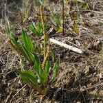 Plantago eriopoda Hábitos